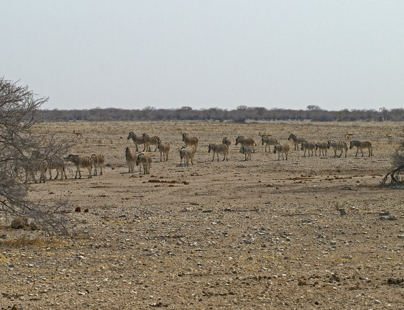 Okaukuejo, Zebra
